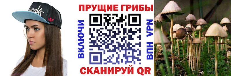 Псилоцибиновые грибы Psilocybe  Приморск 